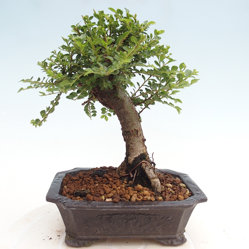 Bonsai im Freien - Ulmus parvifolia Hokkaido - Chinesische Ulme