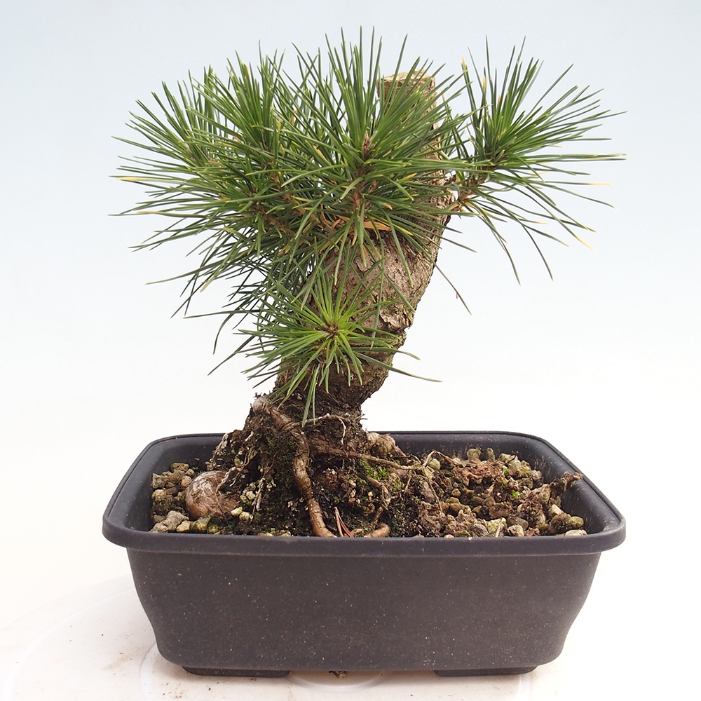 Bonsai für draußen - Pinus thunbergii - Thunberg-Kiefer