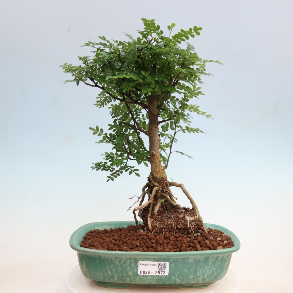 Zimmer Bonsai - Zantoxylum piperitum - Pfefferbaum