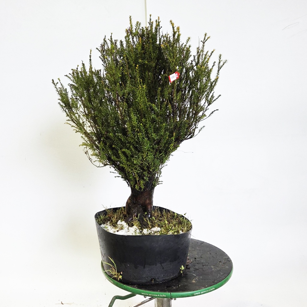 Freiland-Bonsai Japanische Eibe - Taxus cuspidata