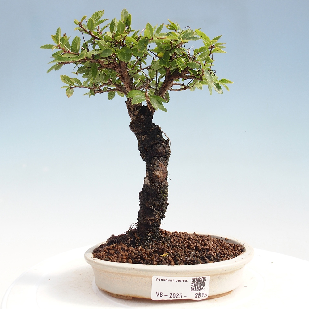 Bonsai im Freien - Zelkova - Zelkova NIRE