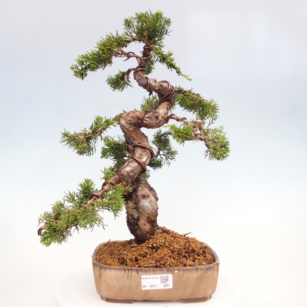 Outdoor bonsai - Juniperus chinensis Itoigawa - Chinese juniper