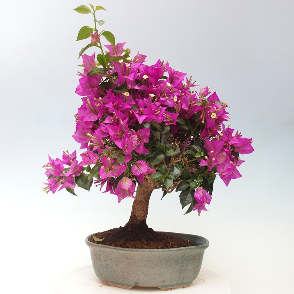 Indoor Bonsai - Bouganwilea