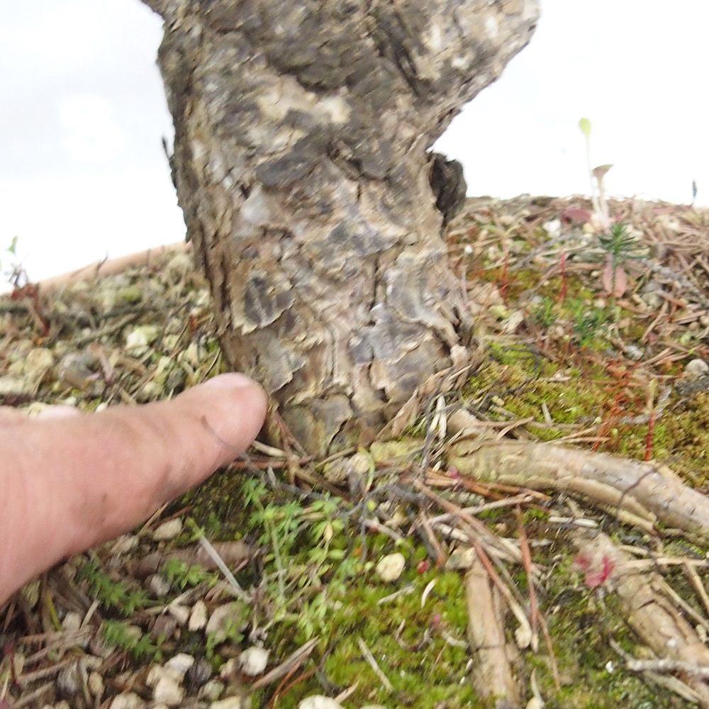 Yamadori - Pinus sylvestris 