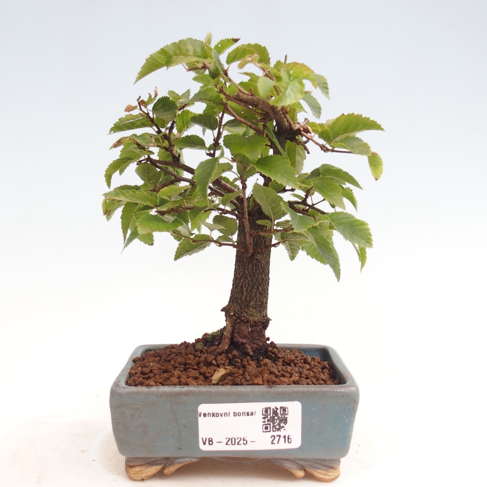 Outdoor-Bonsai -Carpinus CARPINOIDES - Koreanisch Hainbuche
