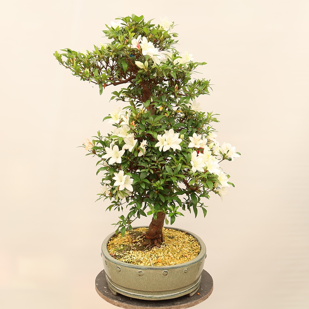 Bonsai für draußen - Japanische Azalee - Azalee CHIHIRO