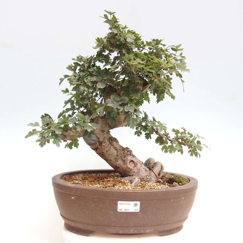 Bonsai im Freien - Rosa Weißdorn, vollblütig - Crataegus 