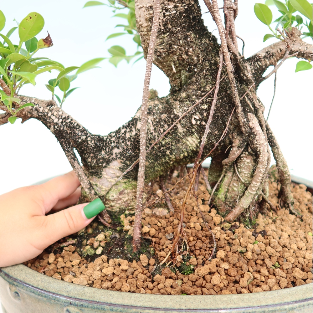 Zimmerbonsai - Ficus kimmen - Kleinblättriger Ficus