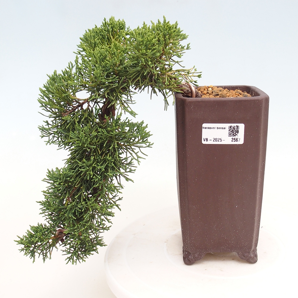 Bonsai im Freien - Juniperus chinensis Kishu - Chinesischer Wacholder
