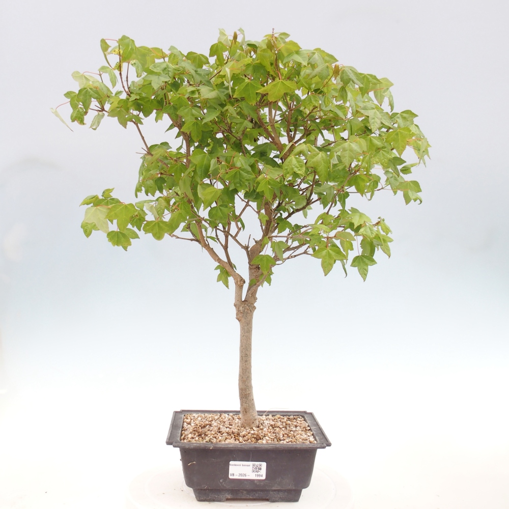 Bonsai für draußen - Acer Buergerianum - Bergahorn