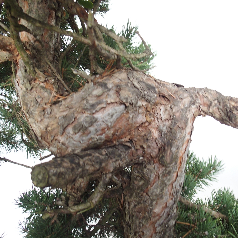 Yamadori - Pinus sylvestris Spanien