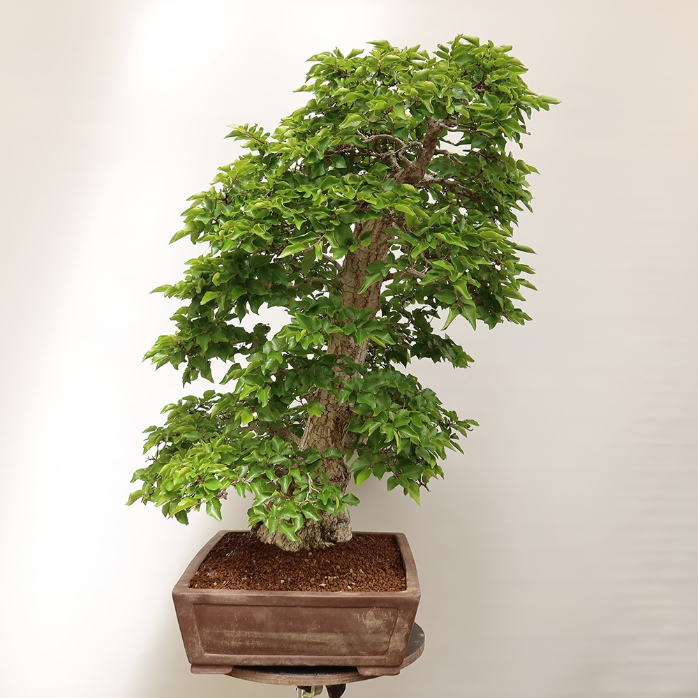 Bonsai im Freien - Carpinus Coreana - Koreanische Hainbuche