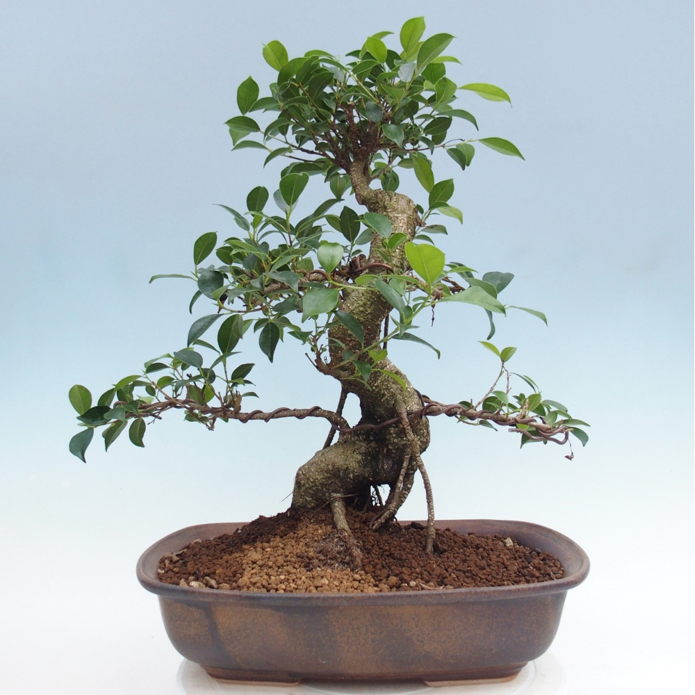 Zimmerbonsai - Ficus retusa - Kleinblättriger Ficus