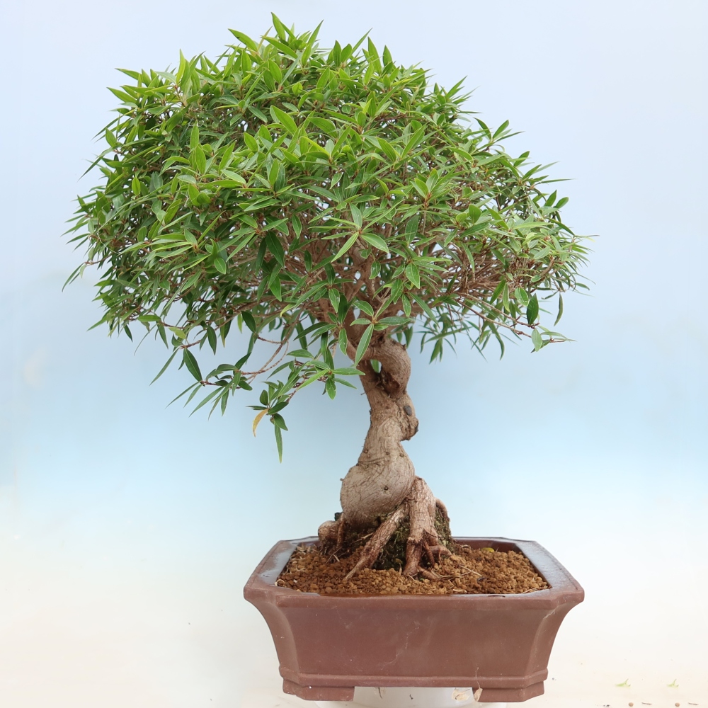 Zimmerbonsai - Ficus nerifolia - Kleinblättriger Ficus