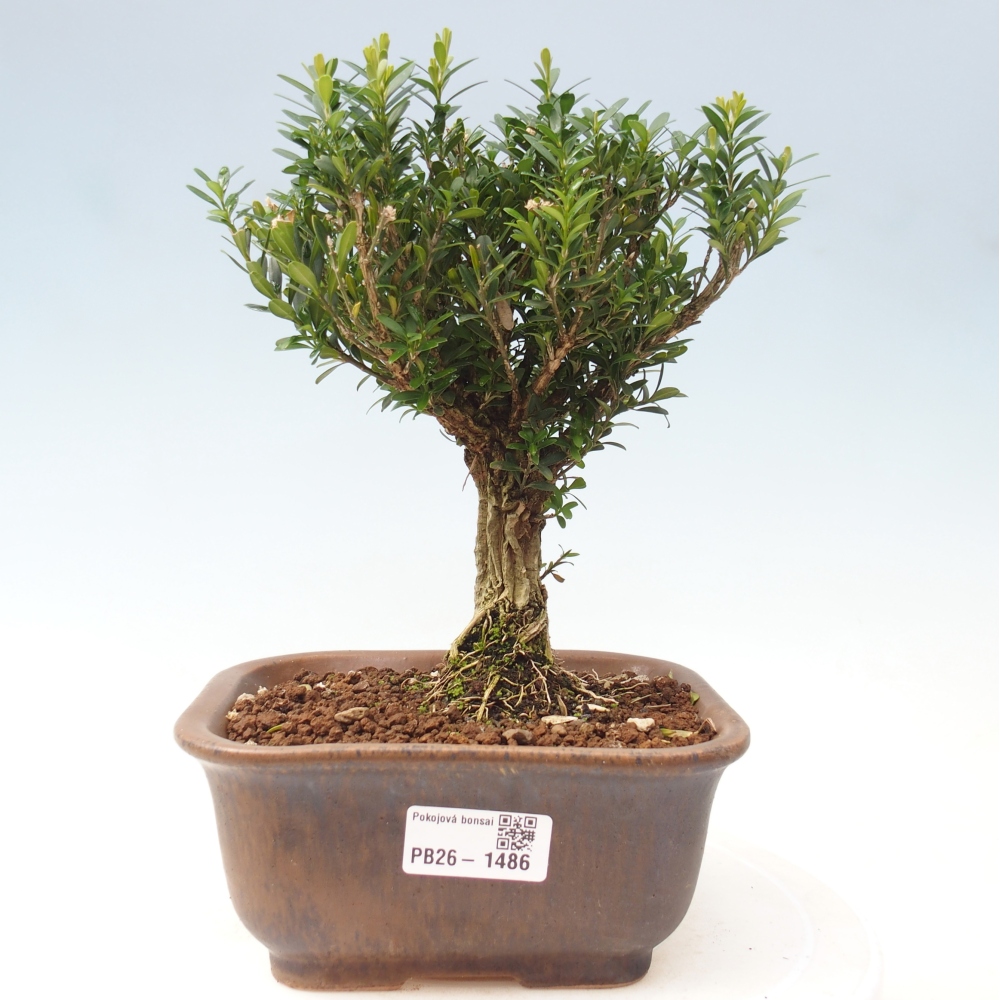Zimmer Bonsai - Buxus harlandii - Korkbuxus