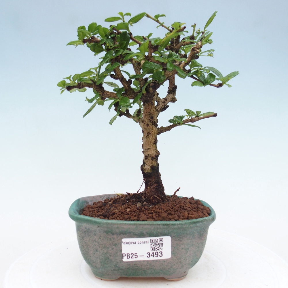 Zimmer-Bonsai - Carmona macrophylla - Tee-Fuki