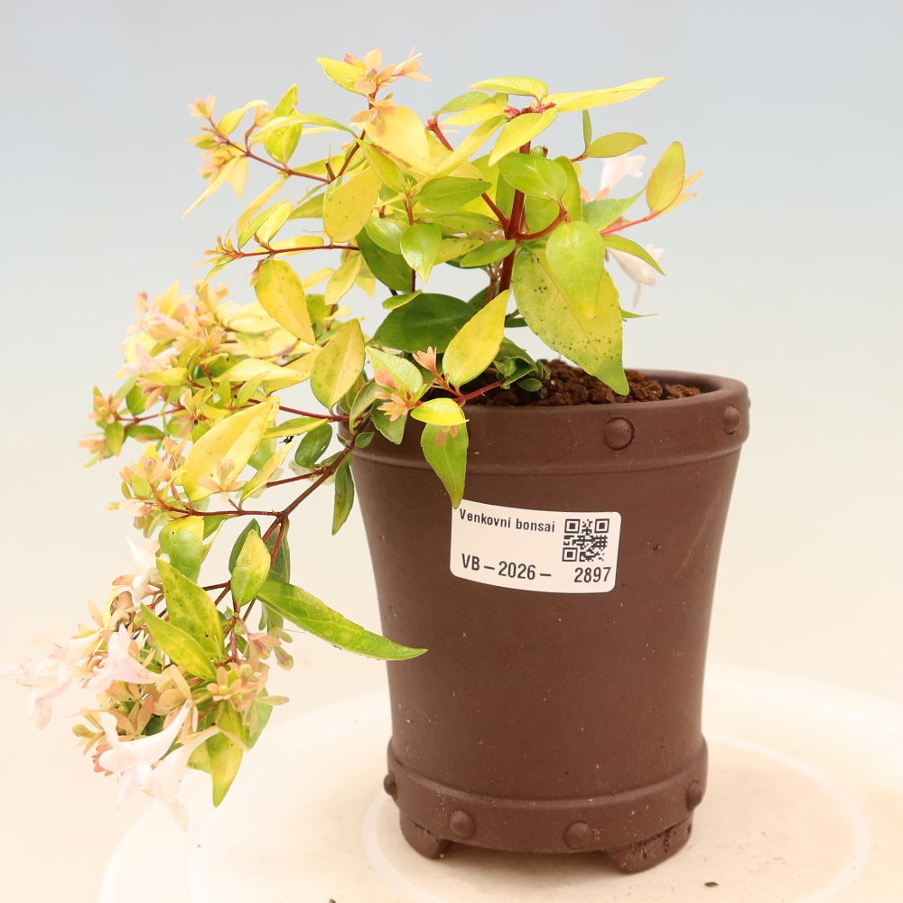 Bonsai für den Außenbereich – Abelia gr. Kleidoscope – Großblumige Abelie