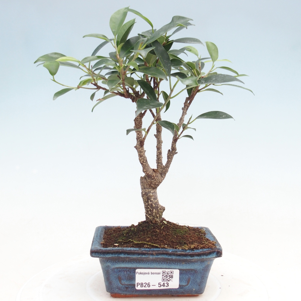 Zimmer Bonsai Ficus retusa kimmen
