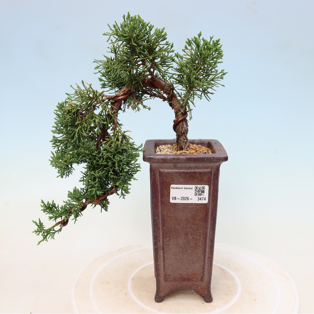Bonsai für draußen - Juniperus chinensis Kishu