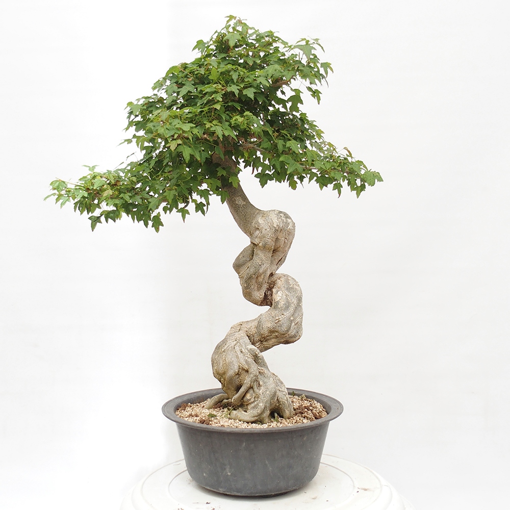 Bonsai im Freien - Ahorn Buergerianum - Burger Maple
