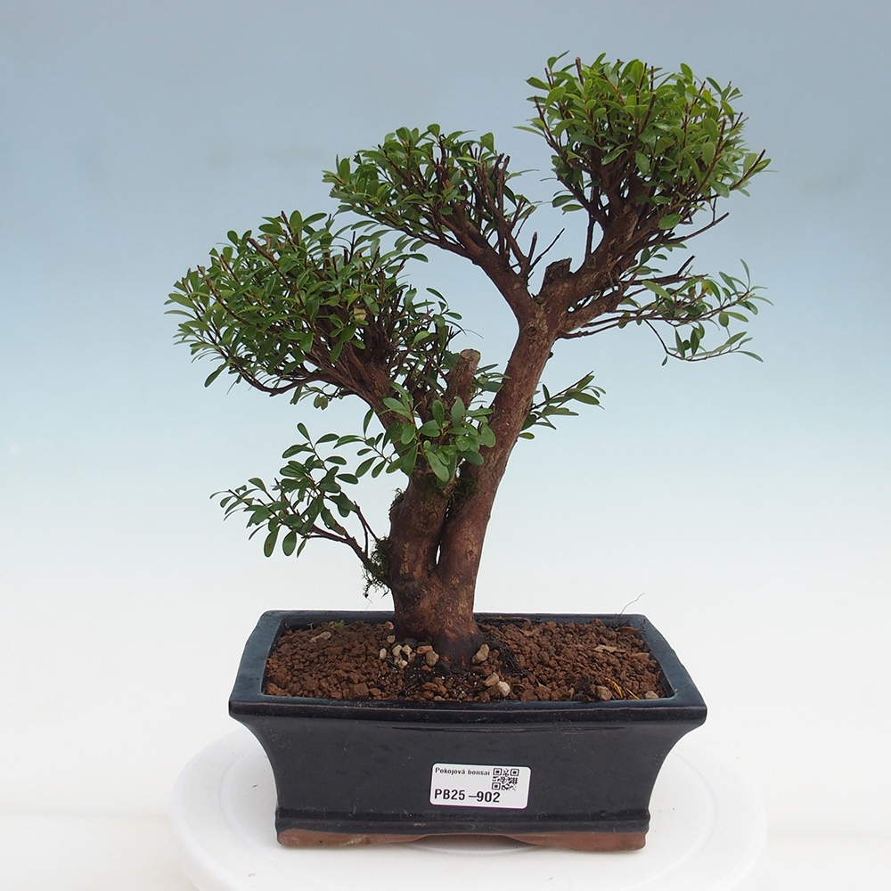 Zimmer Bonsai - Syzygium - Pimentovník