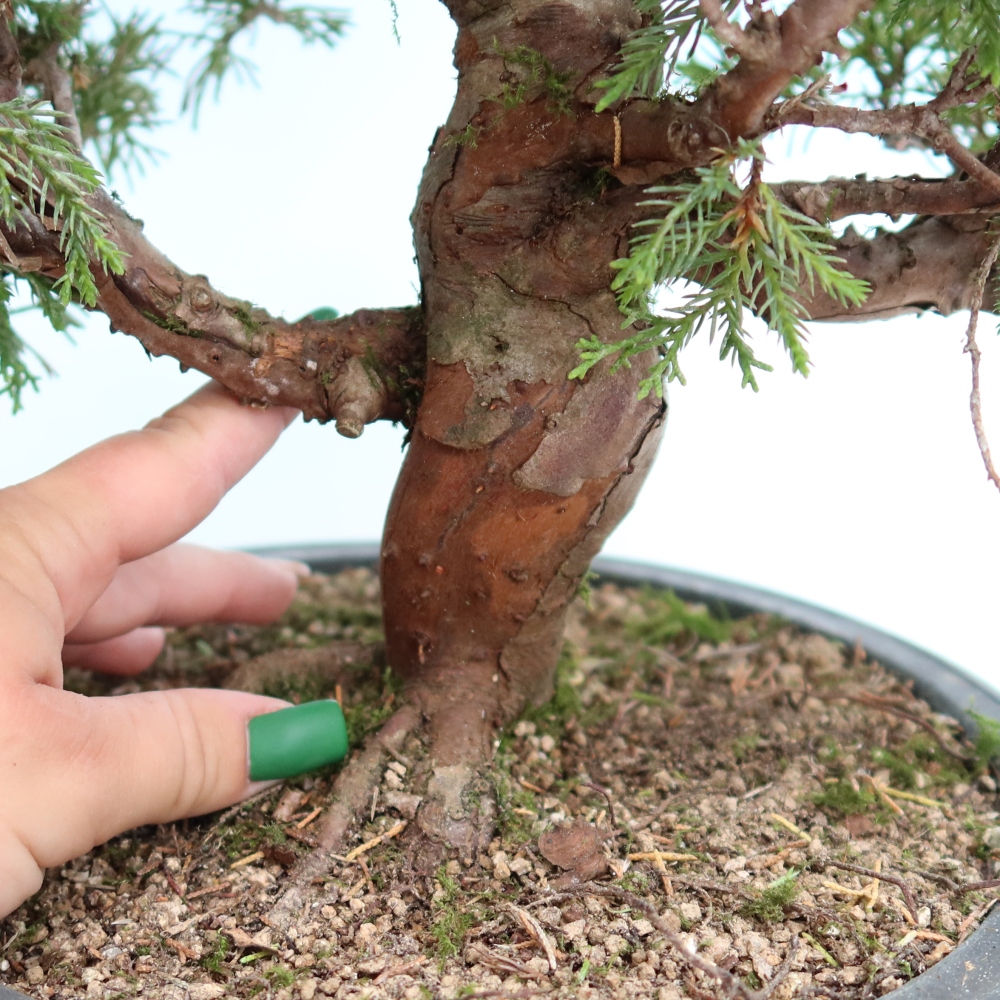 Bonsai für draußen - Juniperus chinensis Itoigawa-Juniperus chinensis