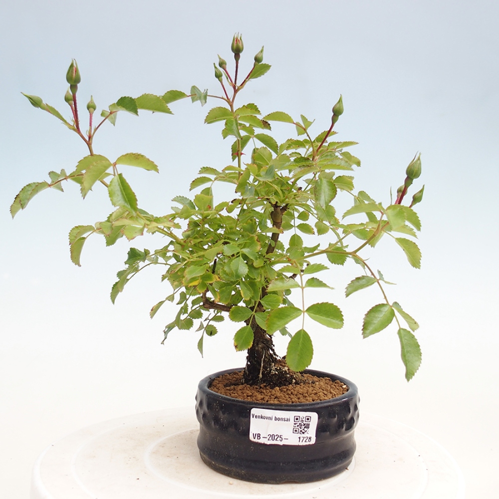 Freilandbonsai - Rosa Kordes -  Rose
