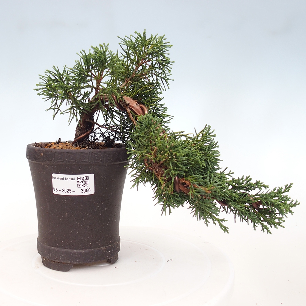 Bonsai im Freien - Juniperus chinensis Kishu - Chinesischer Wacholder