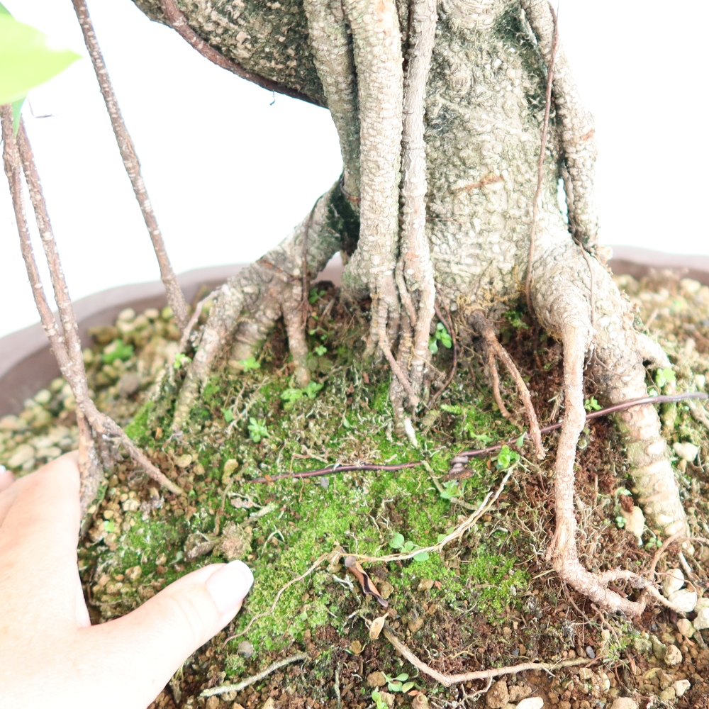 Zimmerbonsai - Ficus kimmen - Kleinblättriger Ficus