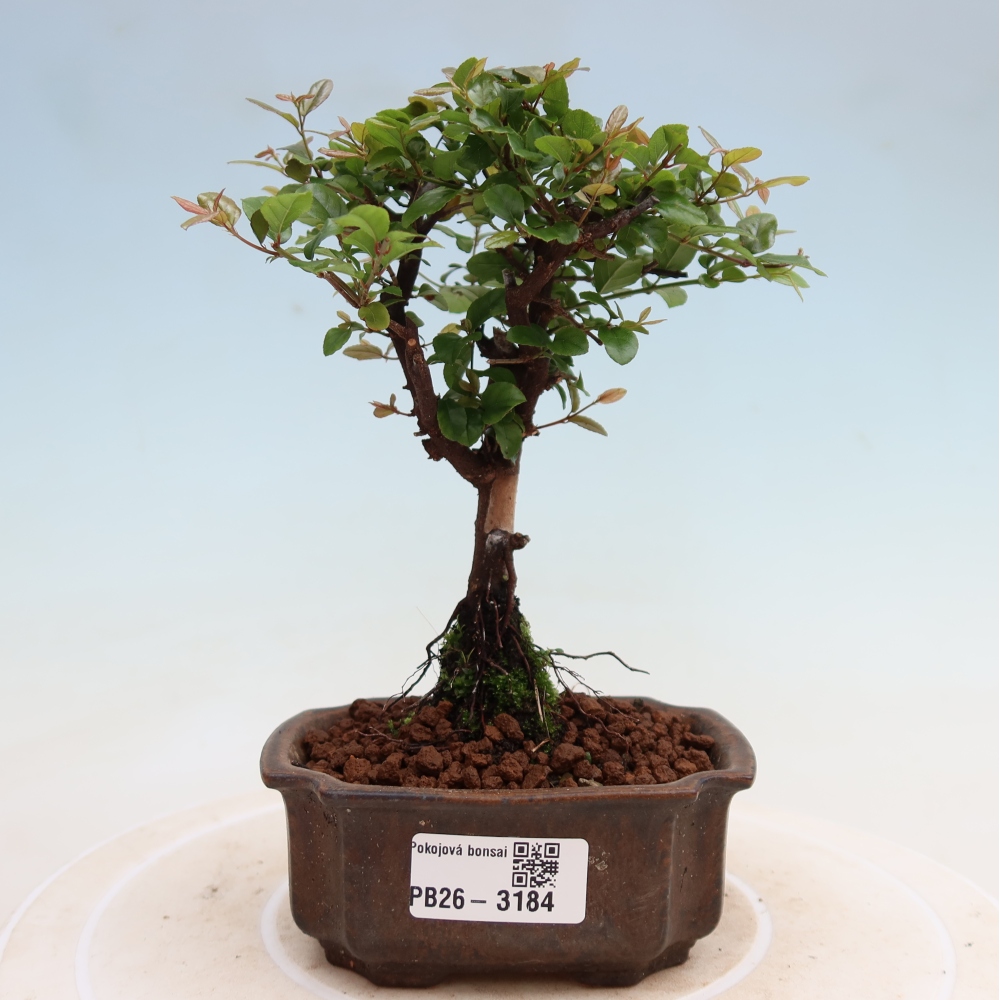 Zimmer Bonsai - Sageretia thea - Sageretia thea