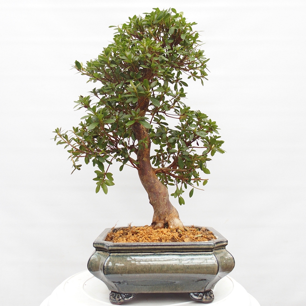 Bonsai für draußen - Japanische Azalee - Azalea satsuki