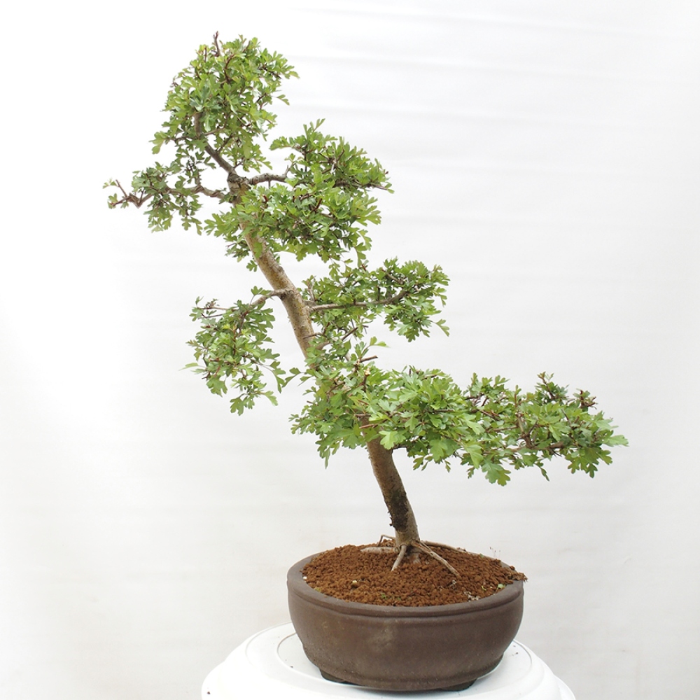 Bonsai im Freien - Weißdorn - Crataegus monogyna