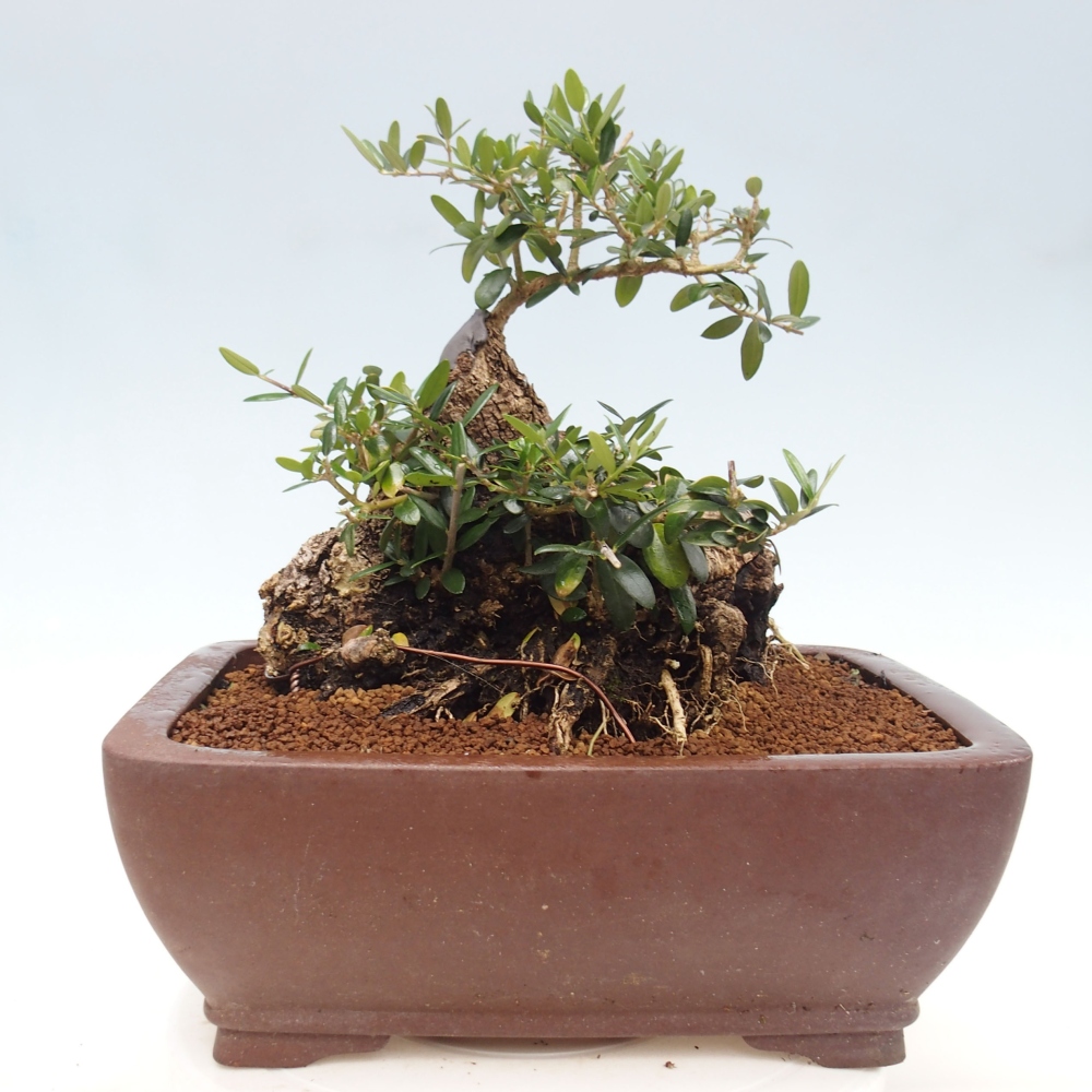 Indoor-Bonsai - Olea europaea sylvestris - Europäisches kleinblättriges Olivenöl