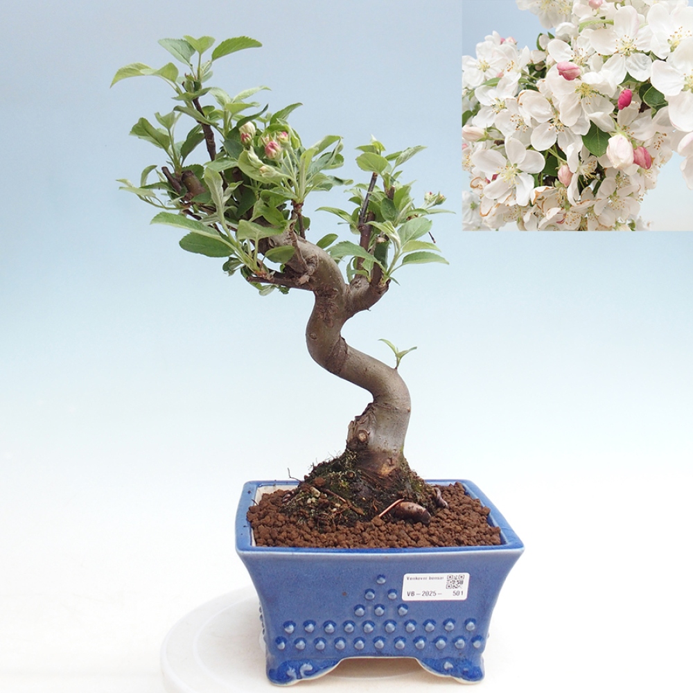 Bonsai im Freien - Malus halliana - Kleinfruchtiger Apfelbaum