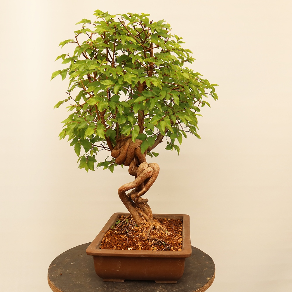 Bonsai im Freien - Carpinus Coreana - Koreanische Hainbuche