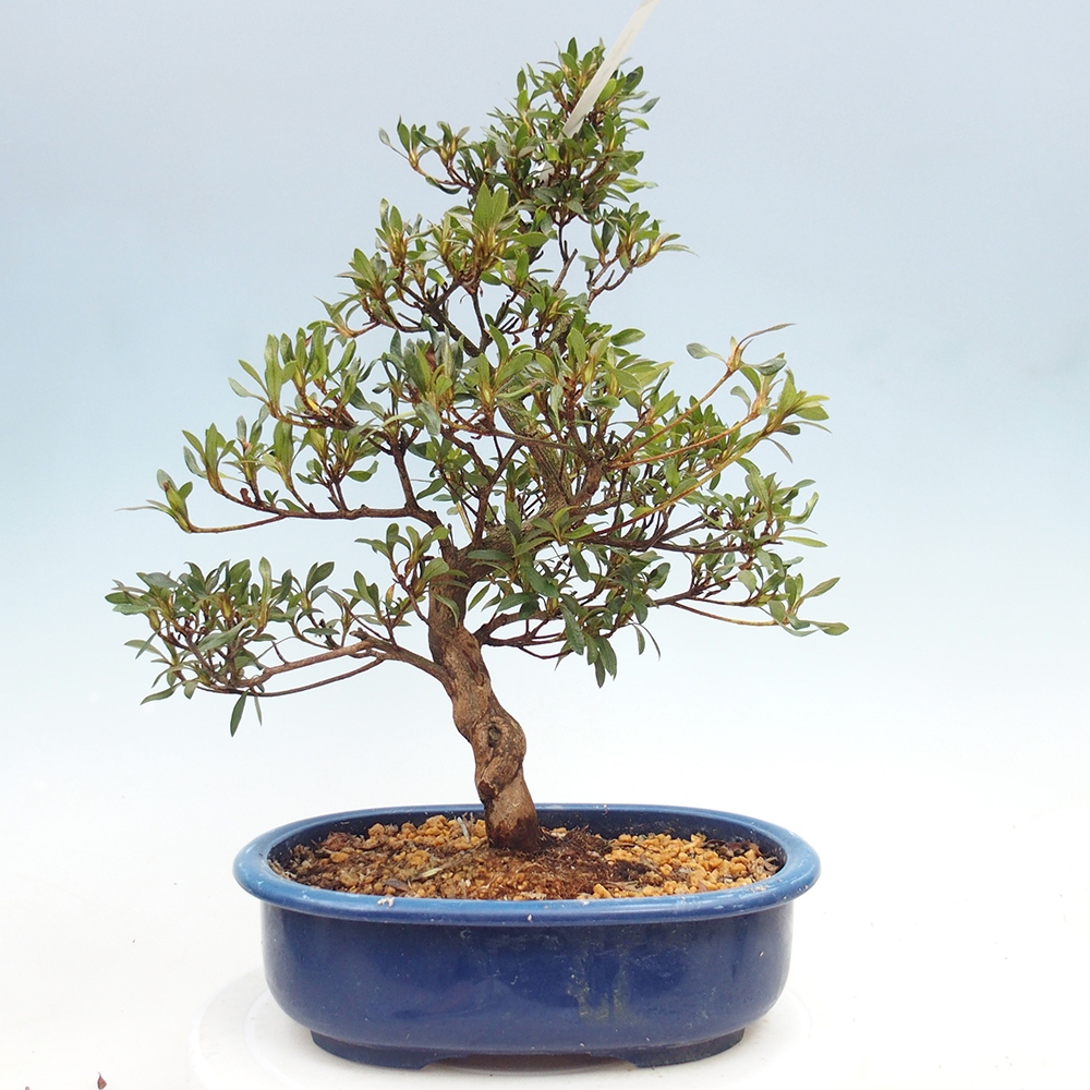 Bonsai für draußen - Japanische Azalee - Azalee CHIHIRO