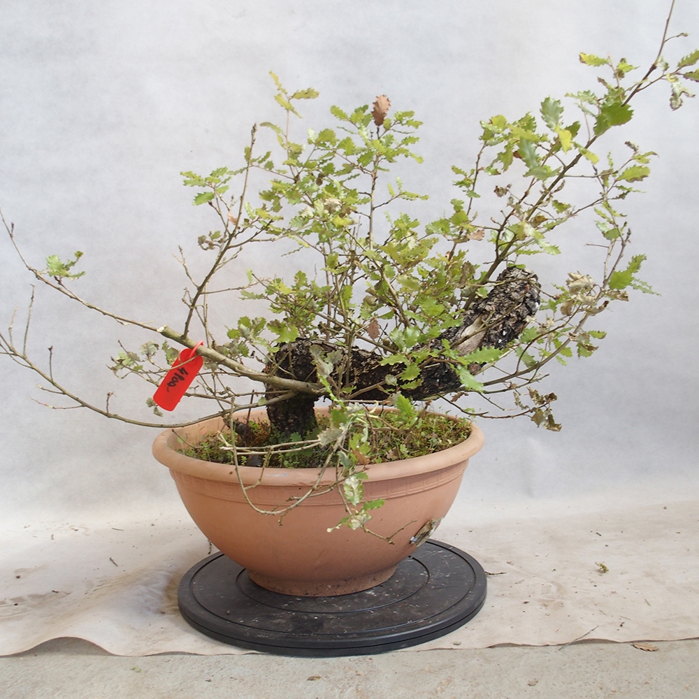 Freilandbonsai Quercus Cerris - Eiche Cer