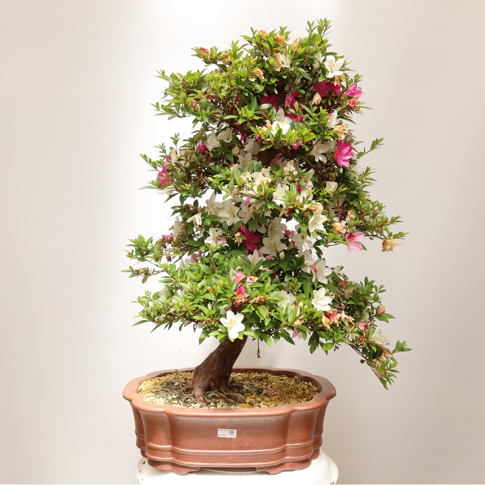 Bonsai für draußen - Japanische Azalee - Azalea Shunen