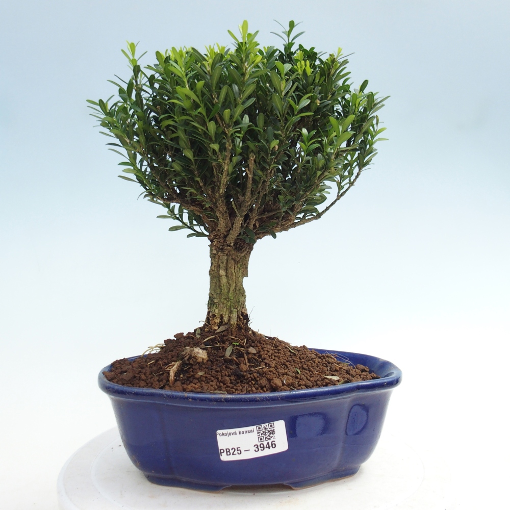 Zimmer Bonsai - Buxus harlandii - Korkbuxus