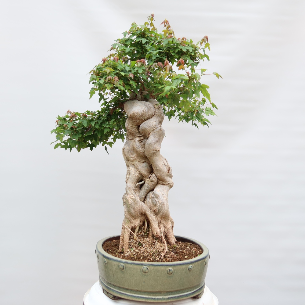 Bonsai für draußen - Ahorn Burger - Acer Burgerianum