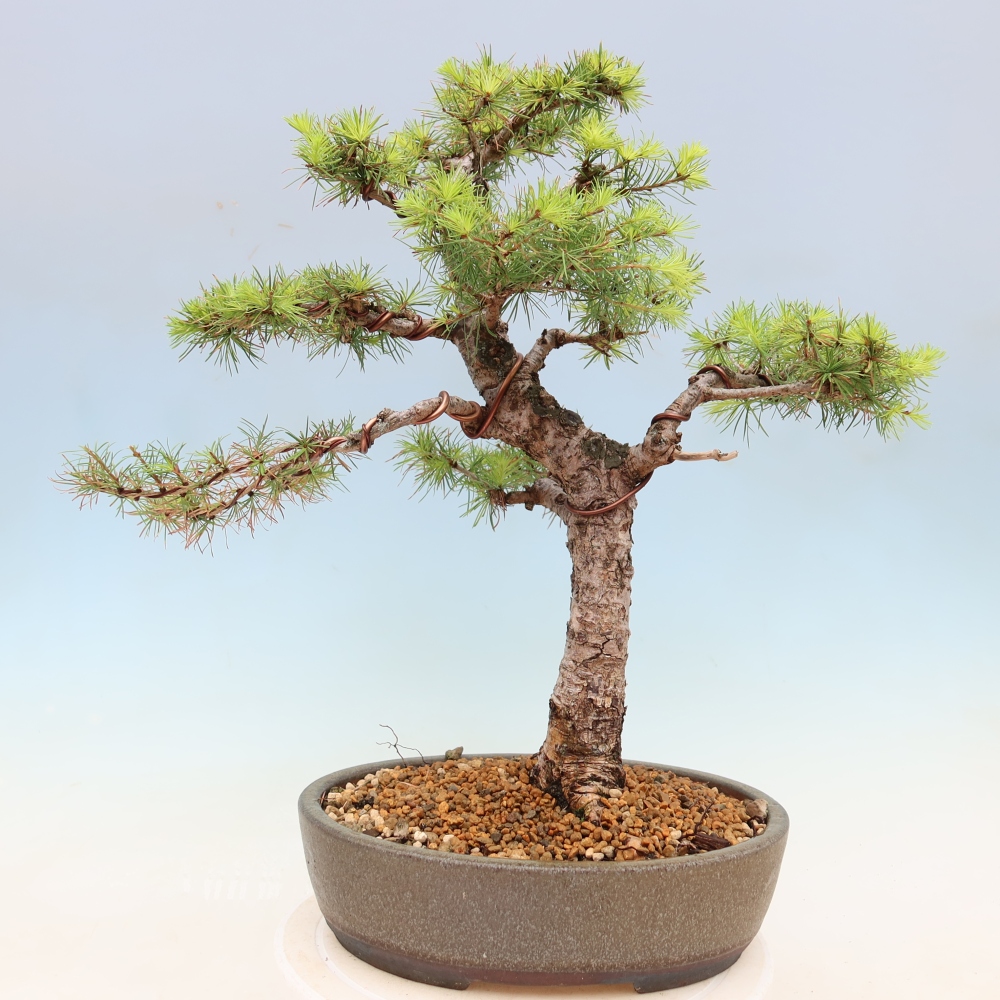 Bonsai für draußen -Larix decidua - Lärche