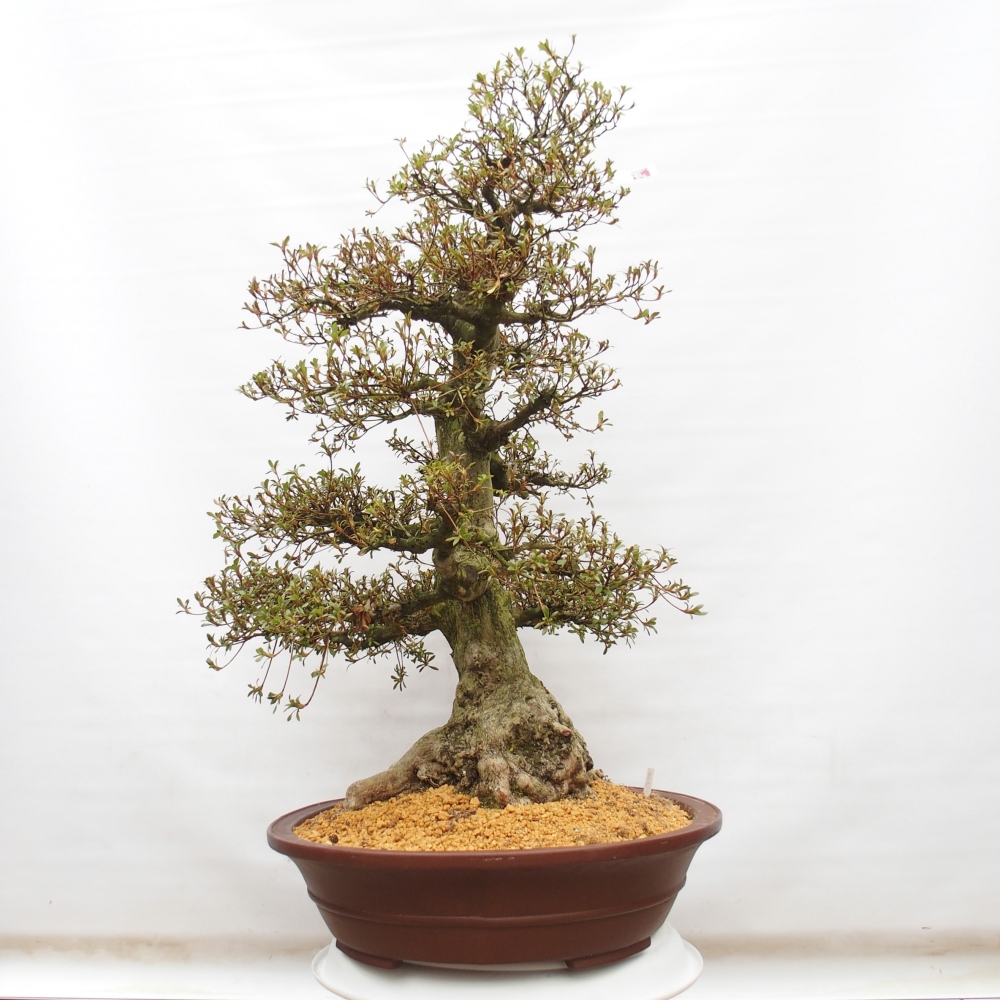 Bonsai für draußen - Japanische Azalee - Azalee Kinu-no-Hikari
