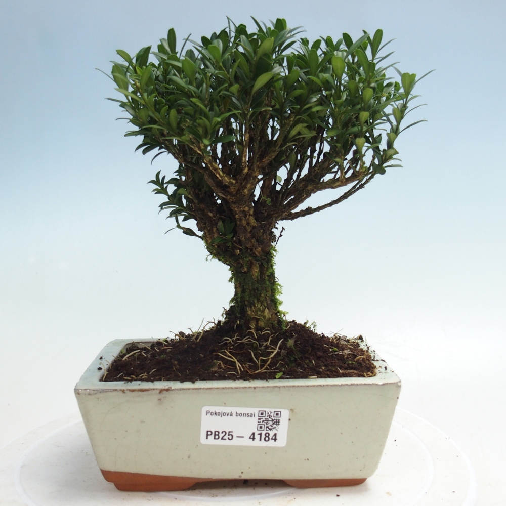 Zimmer Bonsai - Buxus harlandii - Korkbuxus