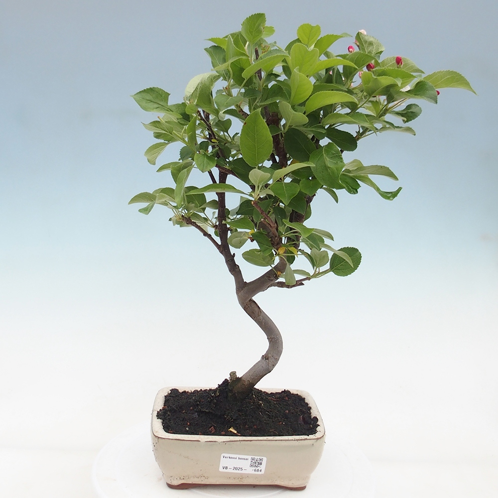 Bonsai im Freien - Malus halliana - Kleinfruchtiger Apfelbaum