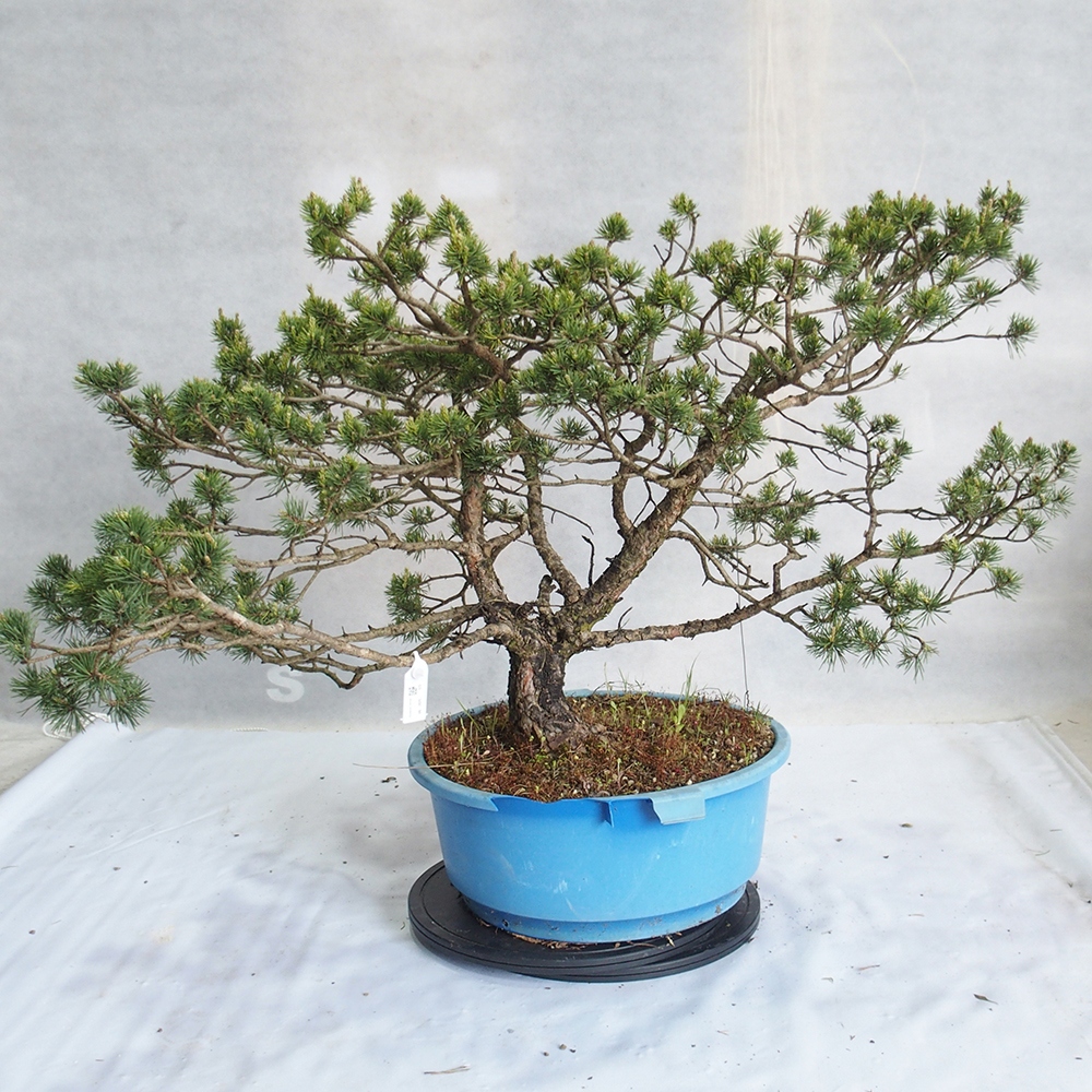 Yamadori - Pinus sylvestris 