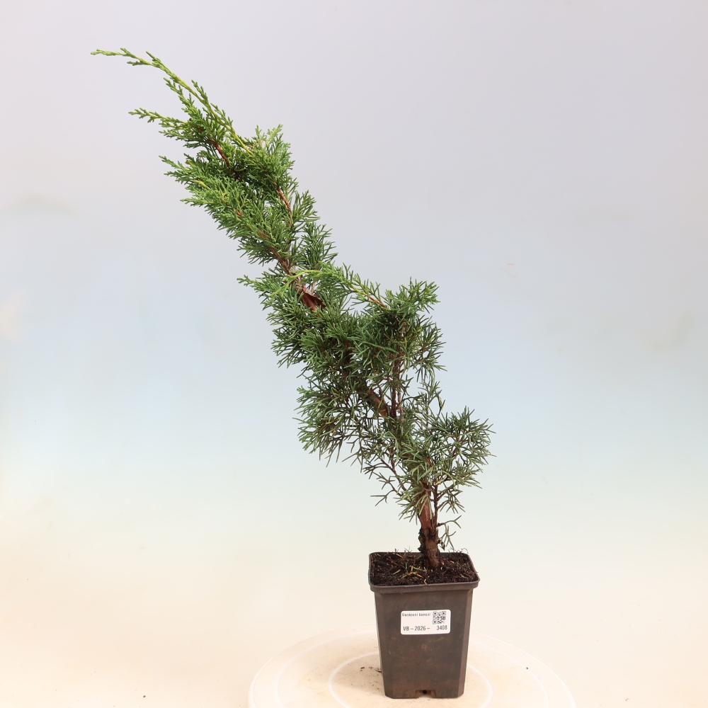 Bonsai für draußen - Juniperus chinensis Kishu