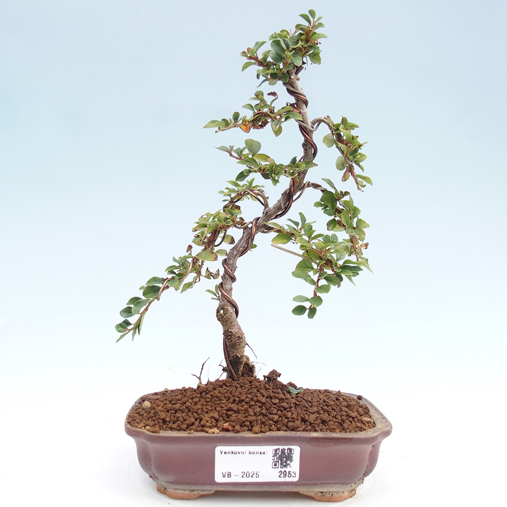 Bonsai im Freien - Cotoneaster horizontalis - Felsenbaum