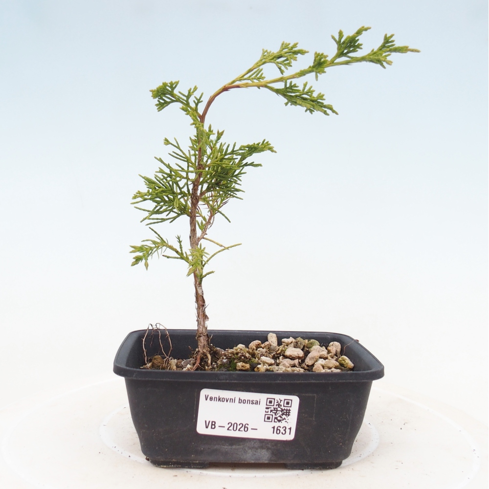 Bonsai für draußen - Juniperus chinensis Itoigawa