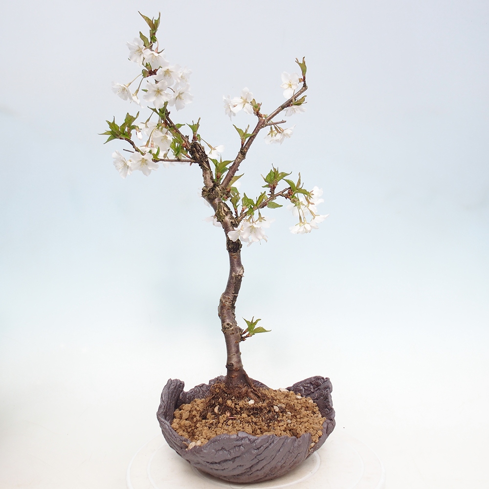 Bonsai für draußen - Prunus incisa Kojou-no mai-Plivon ausgeschnitten