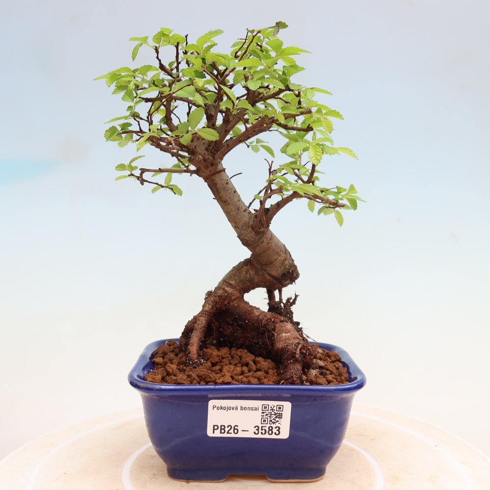 Zimmerbonsai - Ulmus parvifolia - Kleinblättrige Ulme